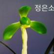 정은소(正恩…